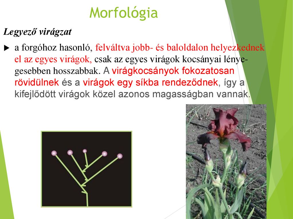 Morfológia Legyező virágzat