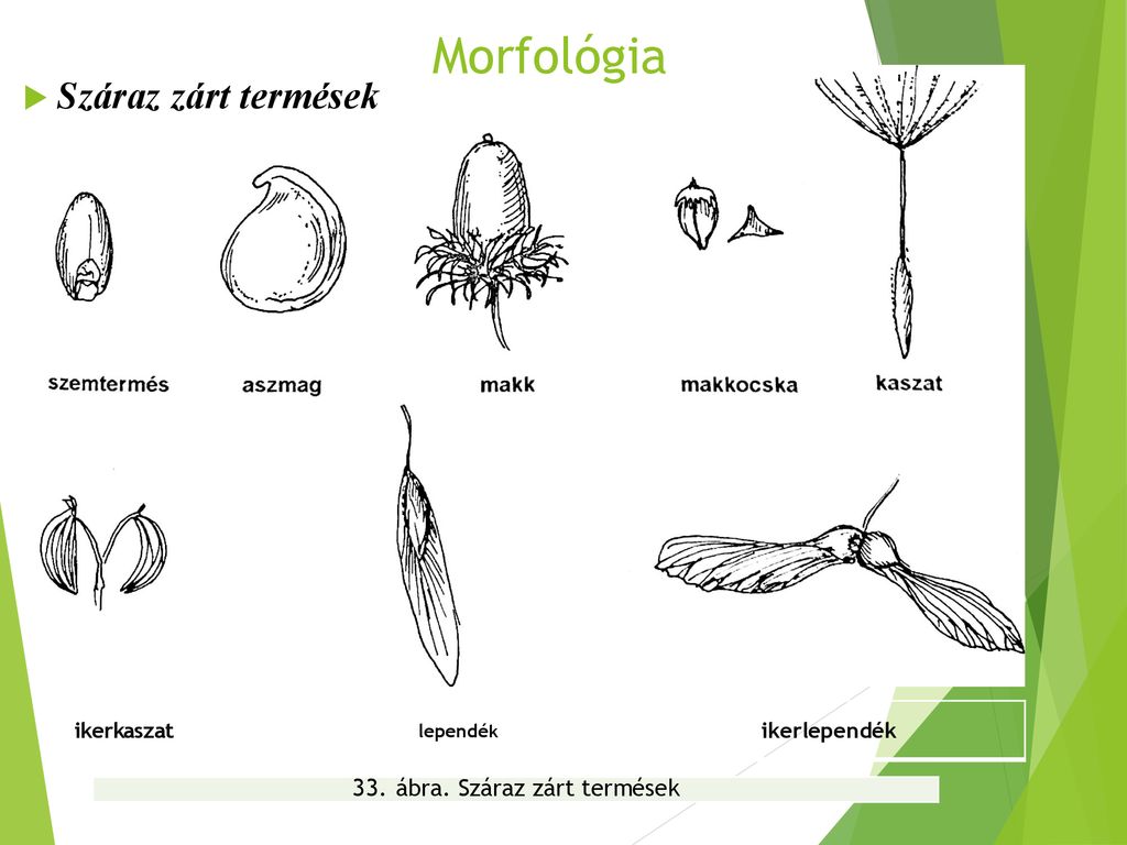 Morfológia Száraz zárt termések 33. ábra. Száraz zárt termések