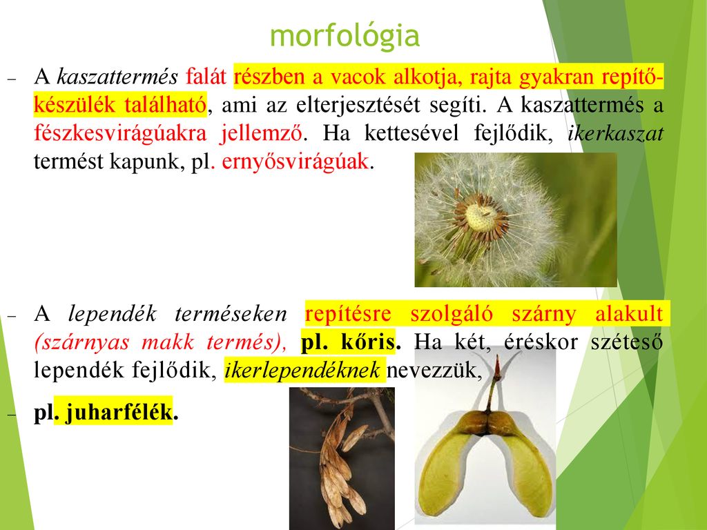 morfológia