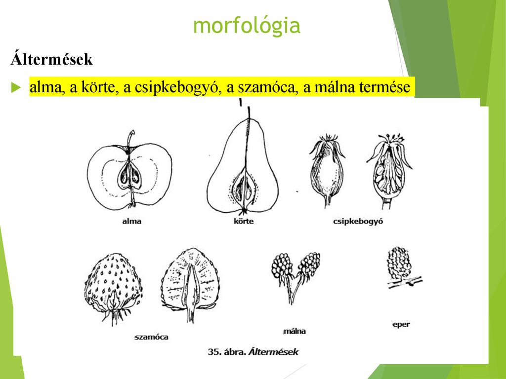 morfológia Áltermések