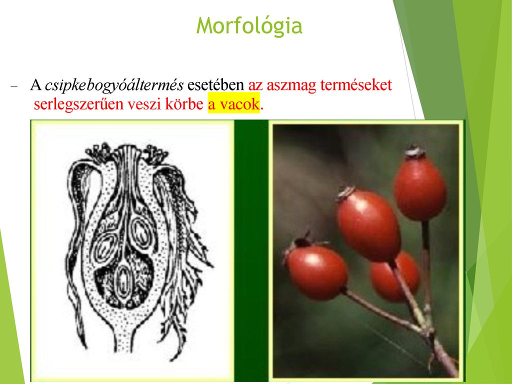 Morfológia A csipkebogyóáltermés esetében az aszmag terméseket serlegszerűen veszi körbe a vacok.