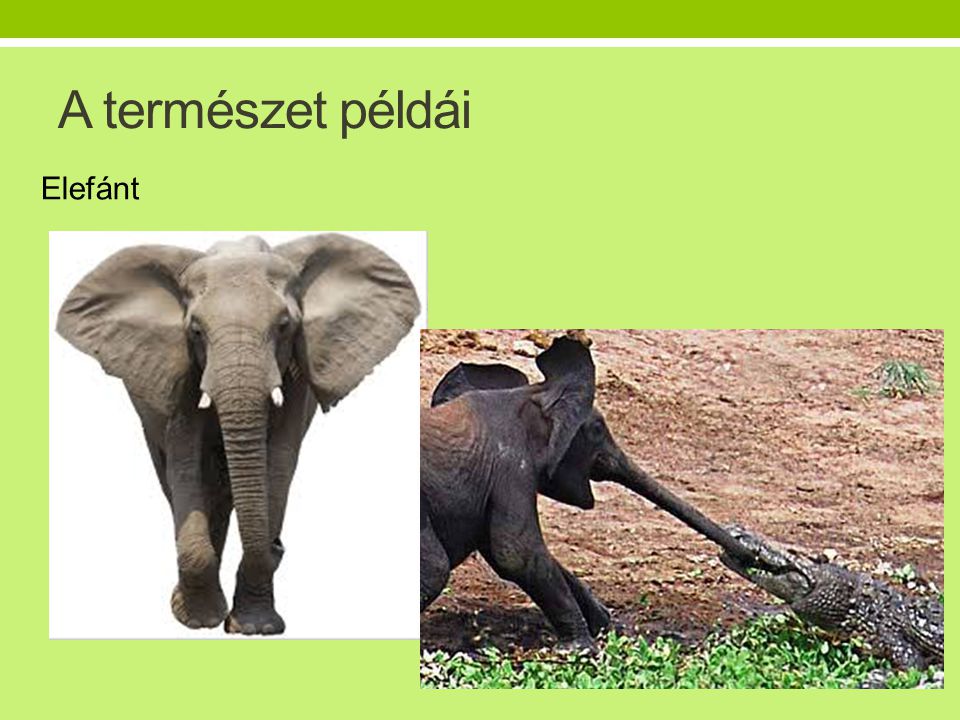A természet példái Elefánt