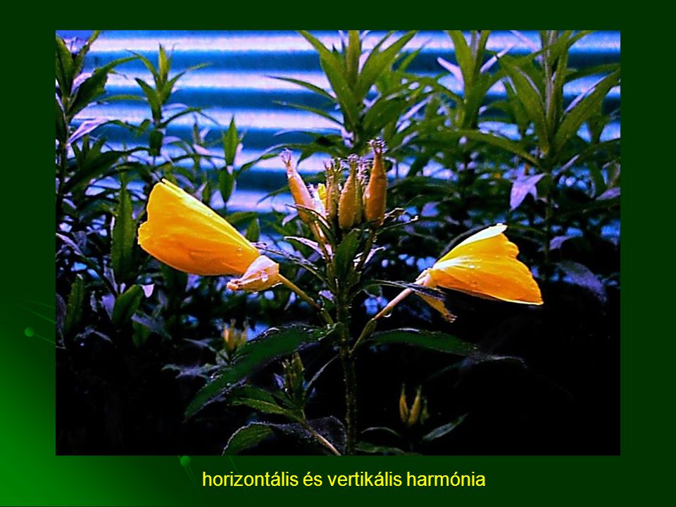 horizontális és vertikális harmónia