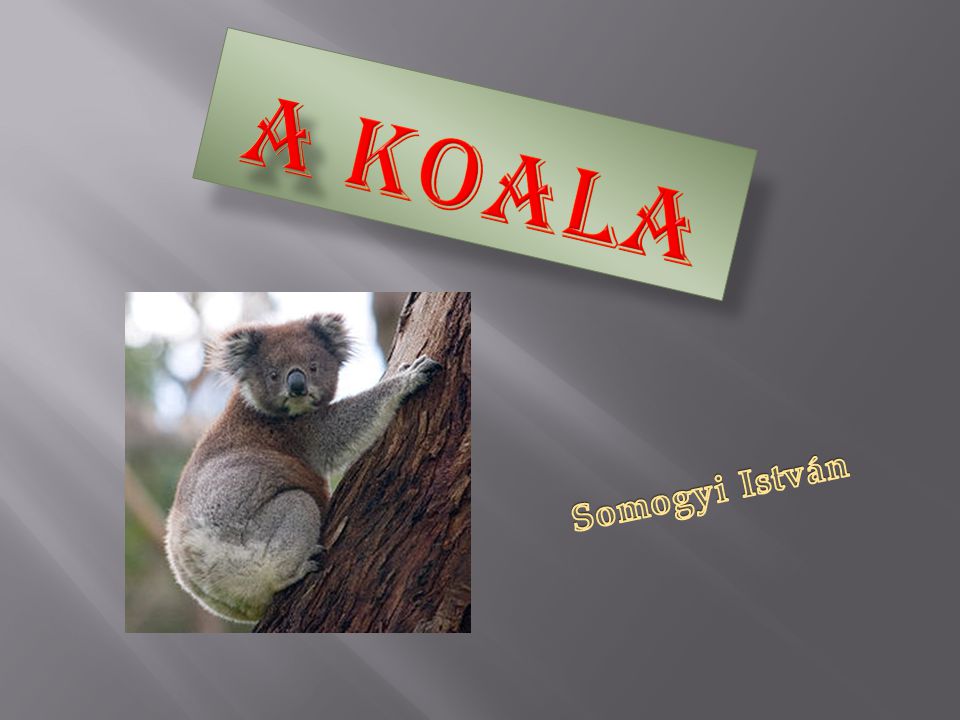 A koala Somogyi István