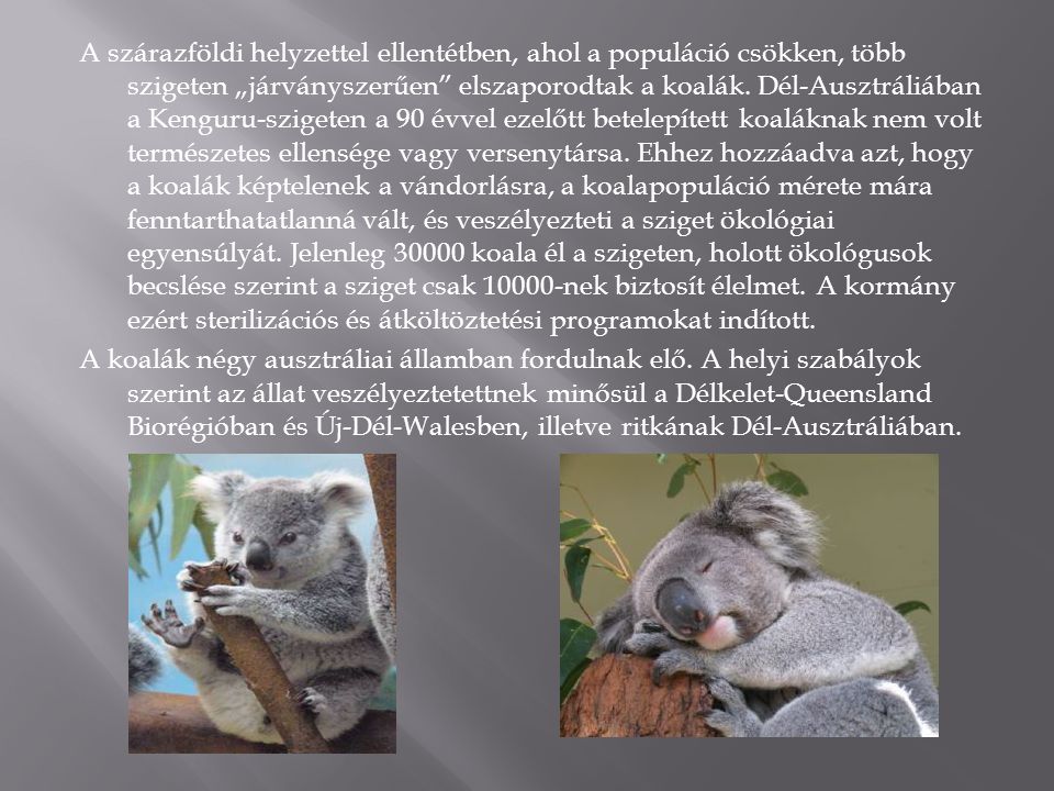 A szárazföldi helyzettel ellentétben, ahol a populáció csökken, több szigeten „járványszerűen elszaporodtak a koalák.