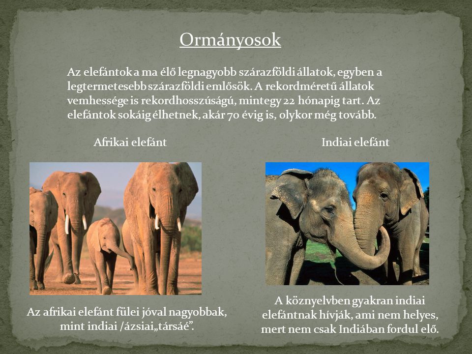 Az afrikai elefánt fülei jóval nagyobbak, mint indiai /ázsiai„társáé .