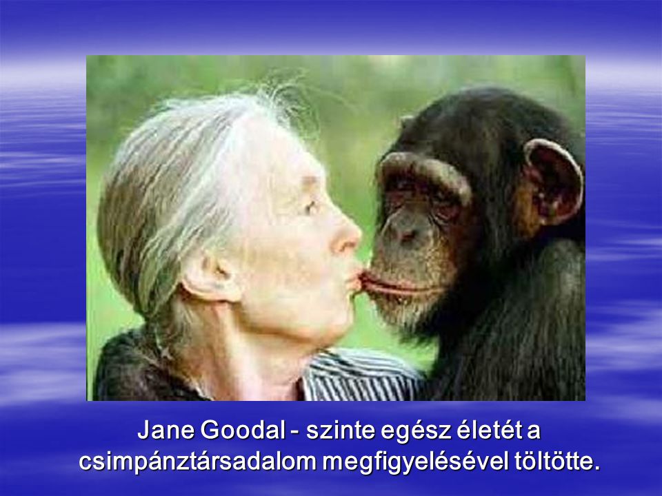 Jane Goodal - szinte egész életét a csimpánztársadalom megfigyelésével töltötte.