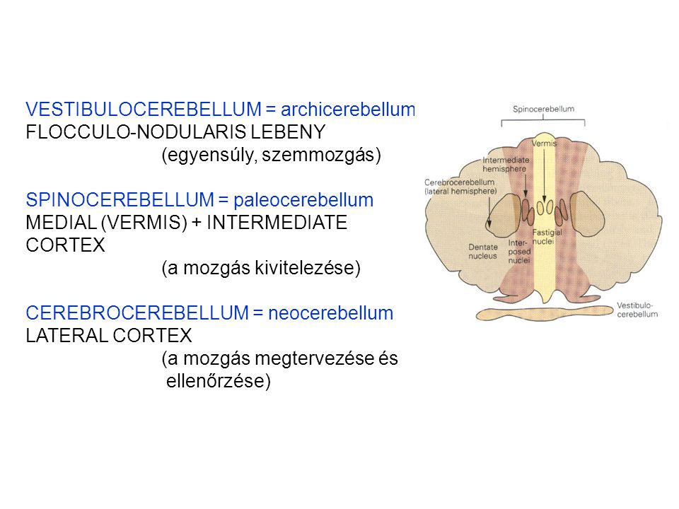 VESTIBULOCEREBELLUM = archicerebellum
