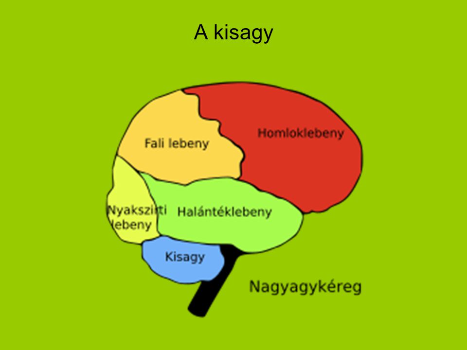 A kisagy