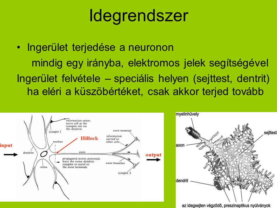 Idegrendszer Ingerület terjedése a neuronon