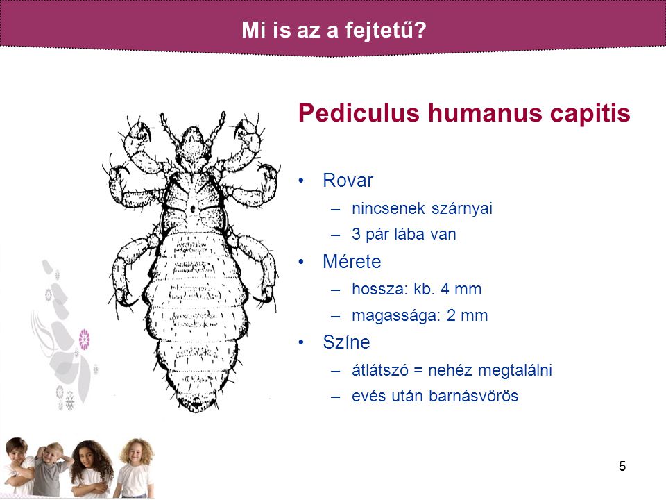 Pediculus humanus capitis