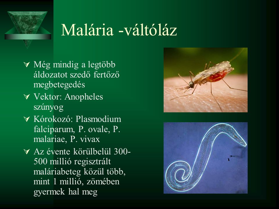 Malária -váltóláz Még mindig a legtöbb áldozatot szedő fertőző megbetegedés. Vektor: Anopheles szúnyog.
