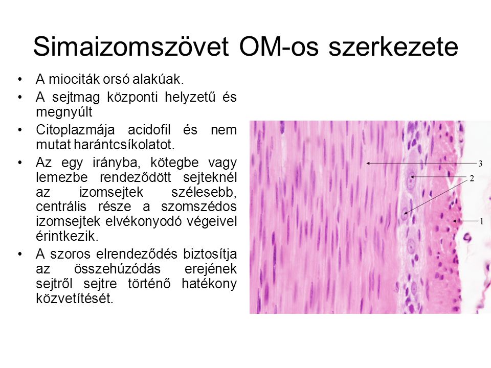 Simaizomszövet OM-os szerkezete