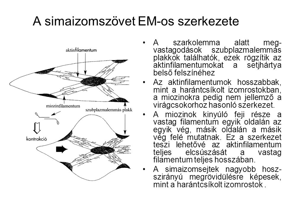 A simaizomszövet EM-os szerkezete