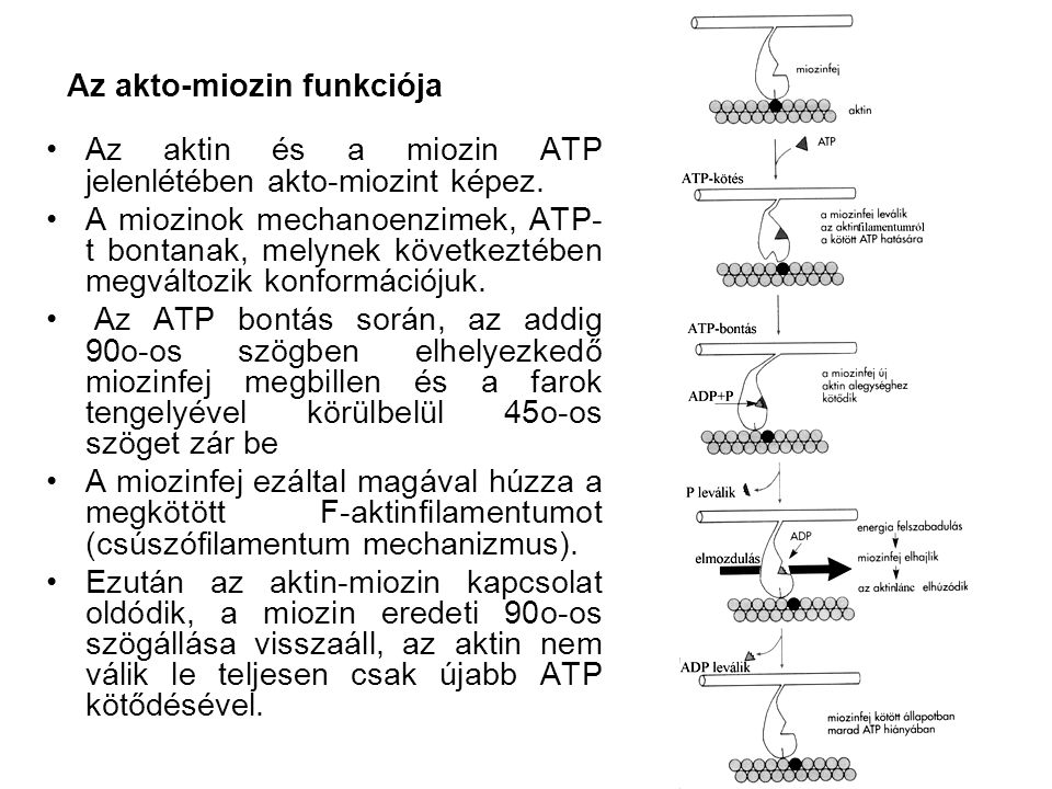 Az akto-miozin funkciója