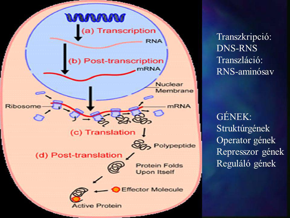 Transzkripció: DNS-RNS