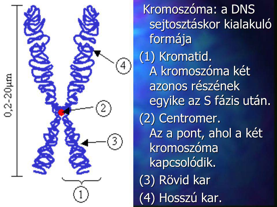 Kromoszóma: a DNS sejtosztáskor kialakuló formája