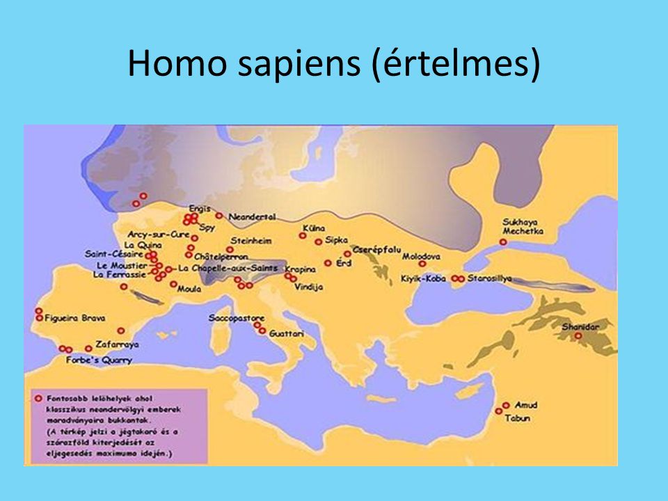 Homo sapiens (értelmes)