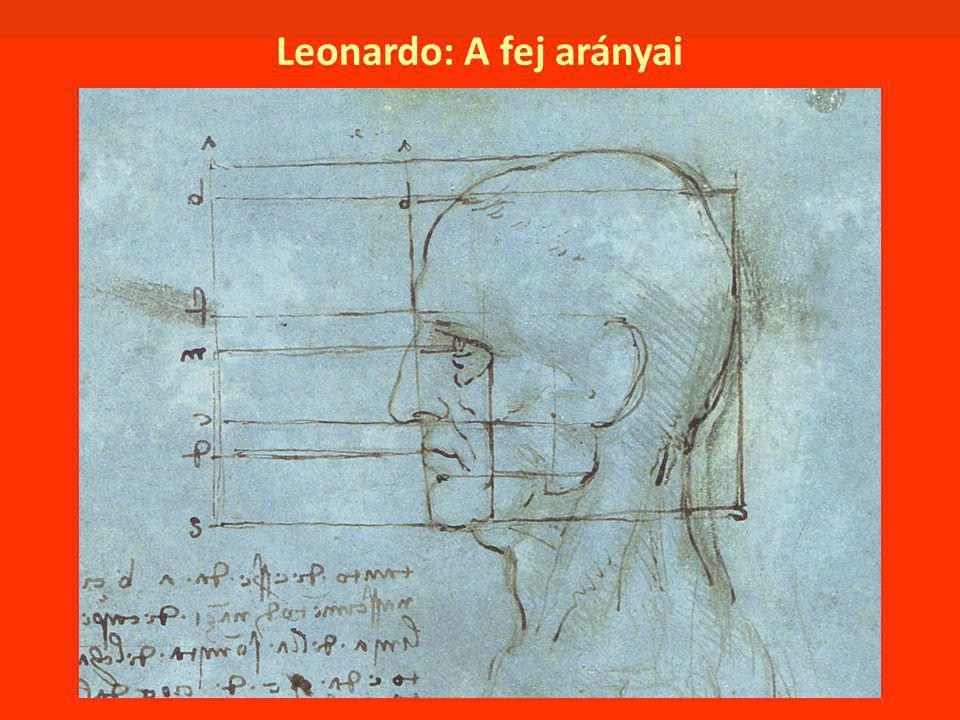 Leonardo: A fej arányai