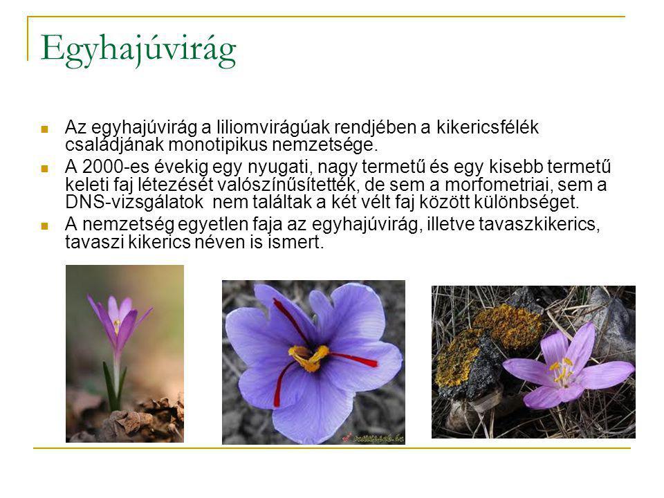 Egyhajúvirág Az egyhajúvirág a liliomvirágúak rendjében a kikericsfélék családjának monotipikus nemzetsége.