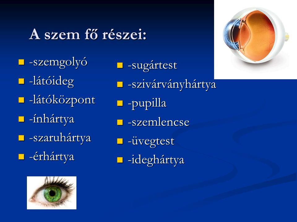 A szem fő részei: -szemgolyó -sugártest -látóideg -szivárványhártya