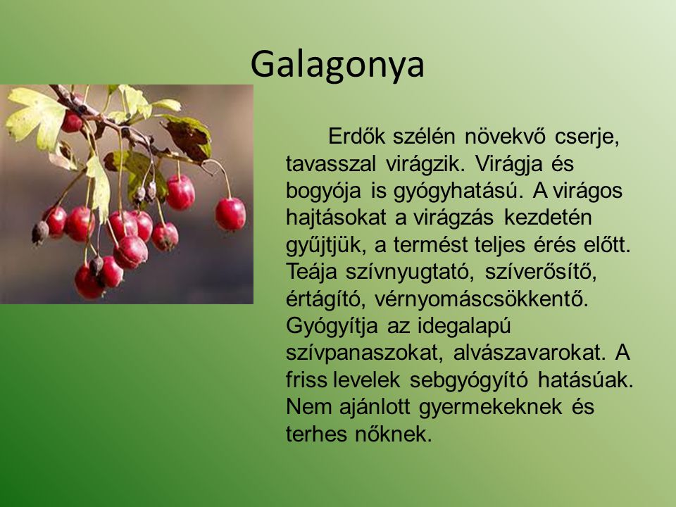 Galagonya