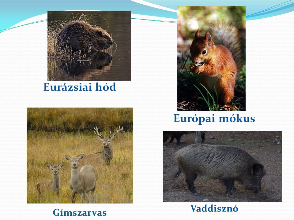 Eurázsiai hód Európai mókus