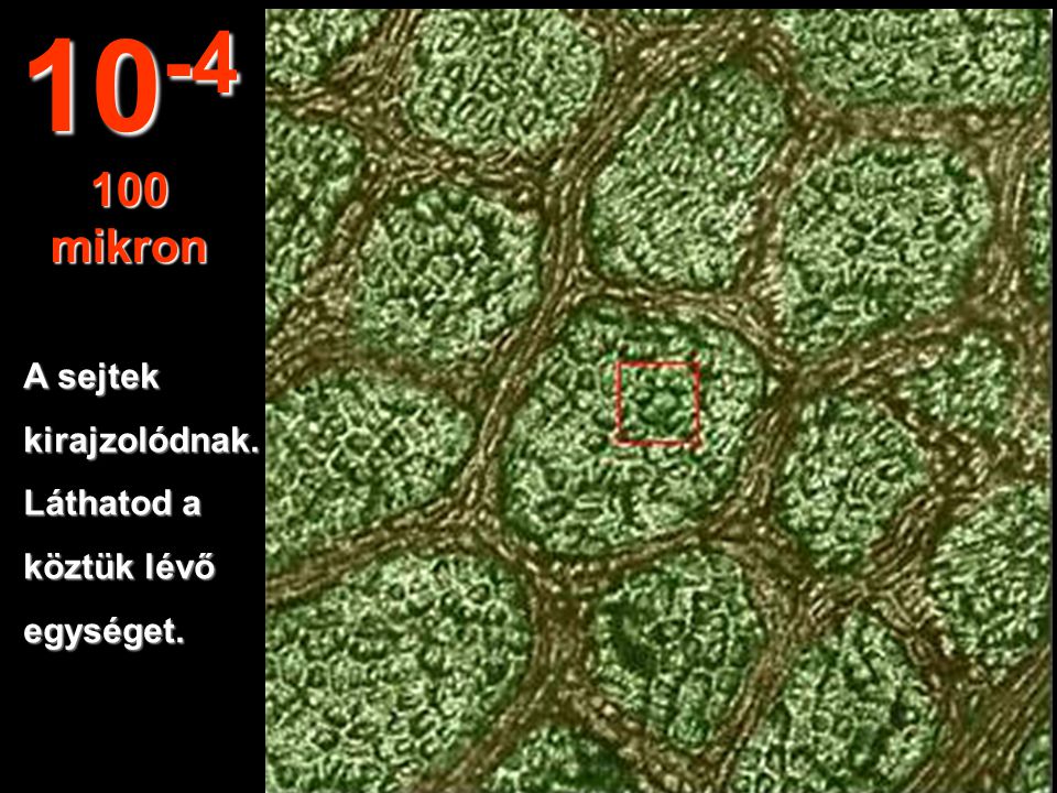 mikron A sejtek kirajzolódnak. Láthatod a köztük lévő