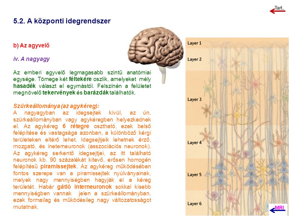 platymelmintázza a központi idegrendszert)