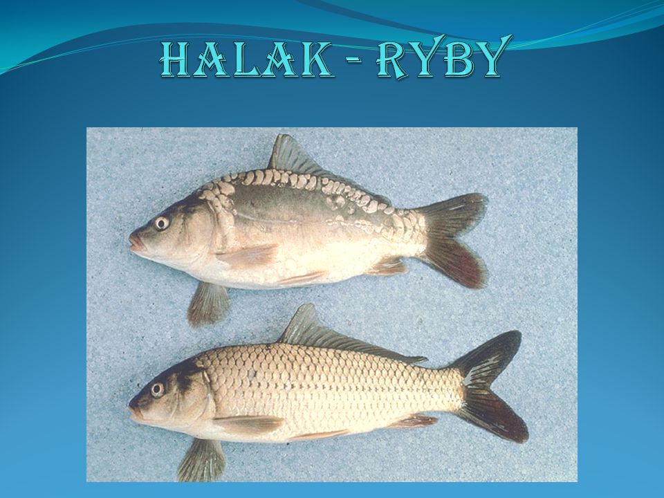 Halak - Ryby