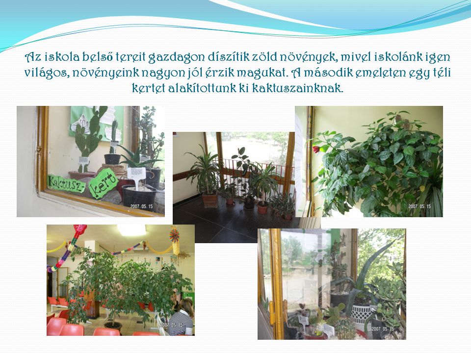 Az iskola belső tereit gazdagon díszítik zöld növények, mivel iskolánk igen világos, növényeink nagyon jól érzik magukat.
