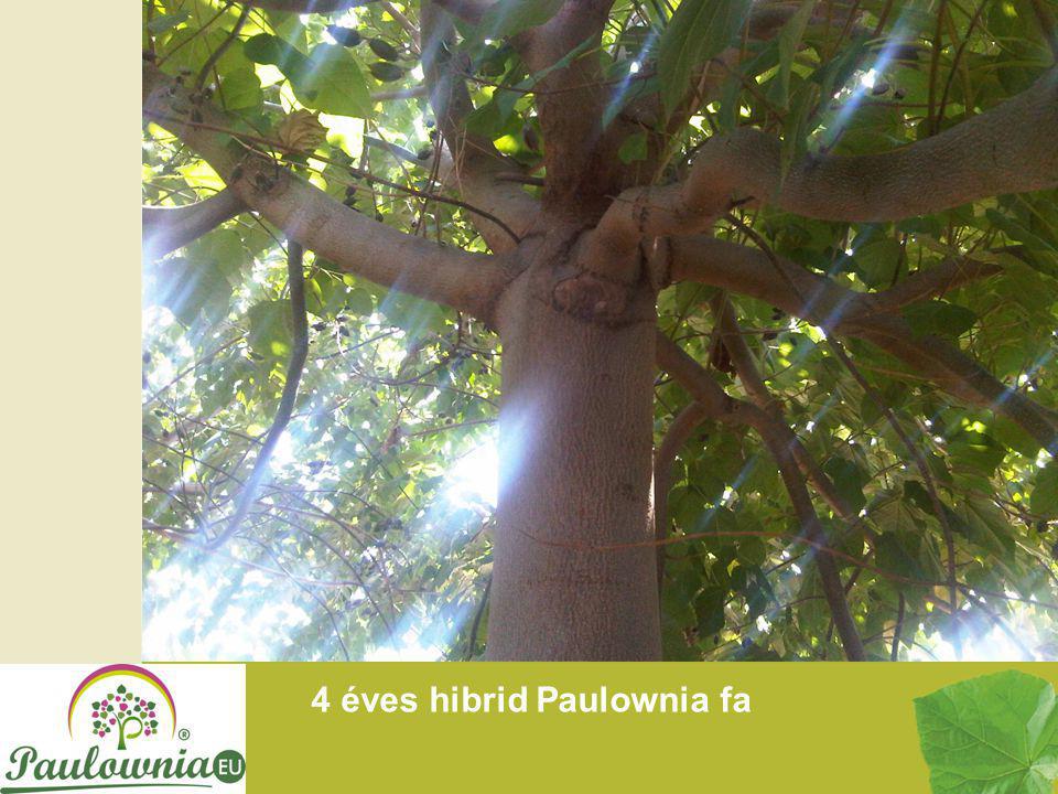4 éves hibrid Paulownia fa