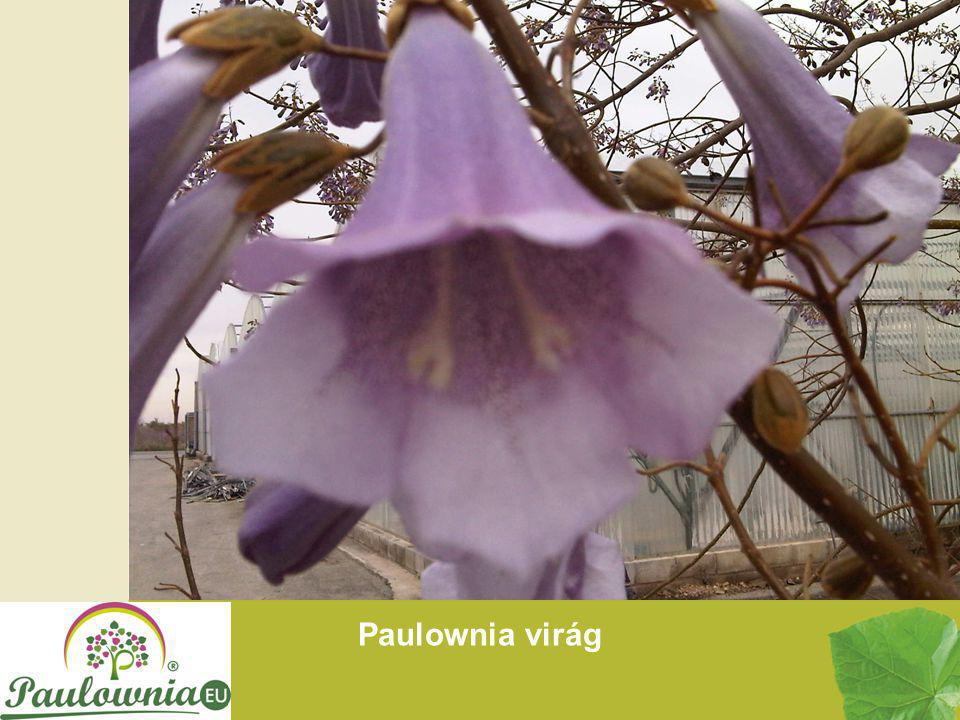 Paulownia virág