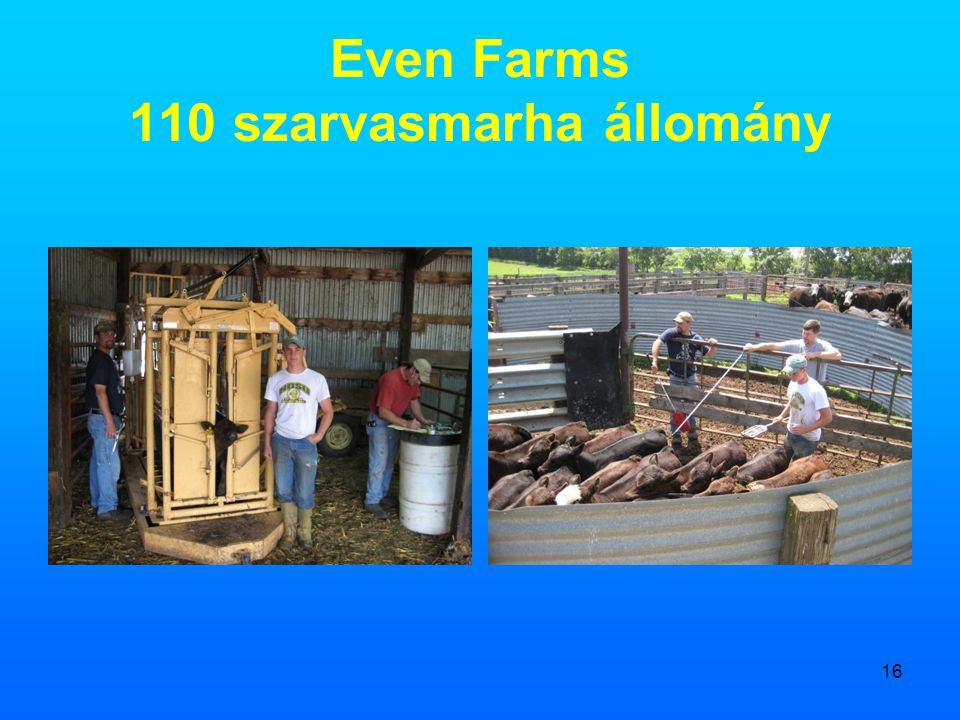 Even Farms 110 szarvasmarha állomány