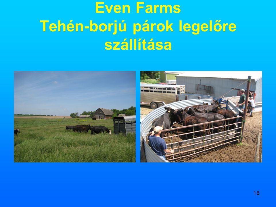 Even Farms Tehén-borjú párok legelőre szállítása