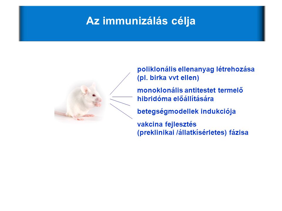 Az immunizálás célja poliklonális ellenanyag létrehozása (pl. birka vvt ellen) monoklonális antitestet termelő hibridóma előállítására.