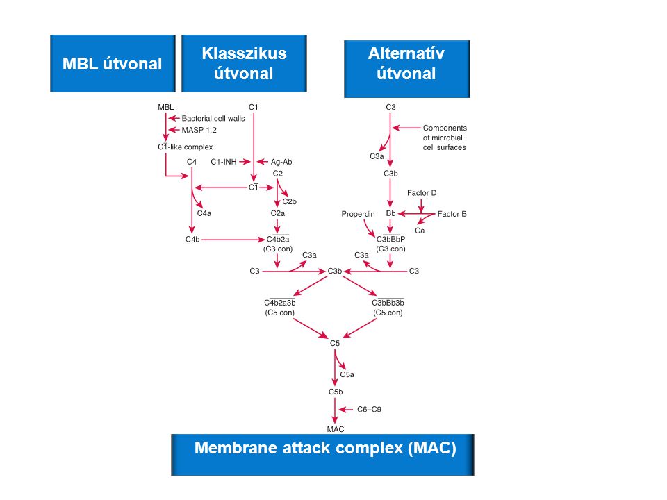 Membrane attack complex (MAC)