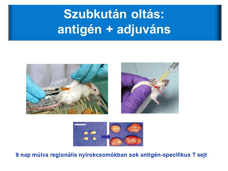 Szubkután oltás: antigén + adjuváns