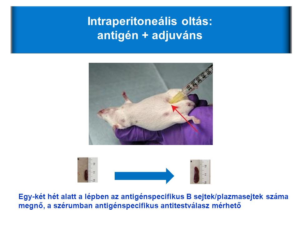 Intraperitoneális oltás: antigén + adjuváns