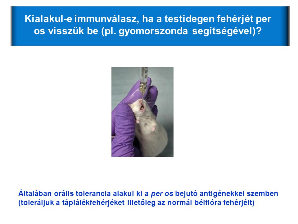 Per os Kialakul-e immunválasz, ha a testidegen fehérjét per os visszük be (pl. gyomorszonda segítségével)