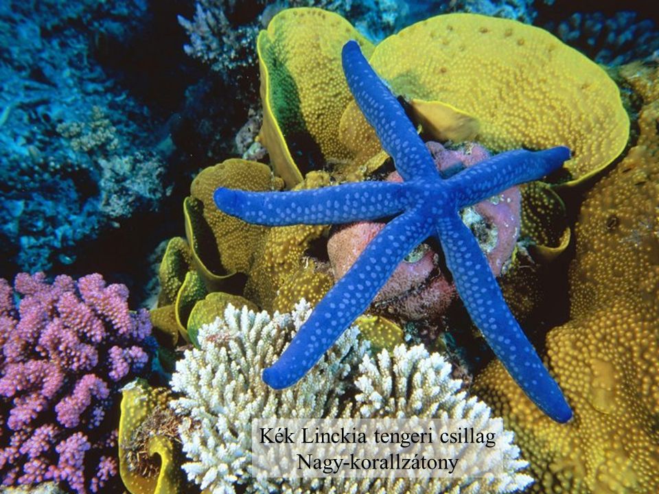 Kék Linckia tengeri csillag Nagy-korallzátony