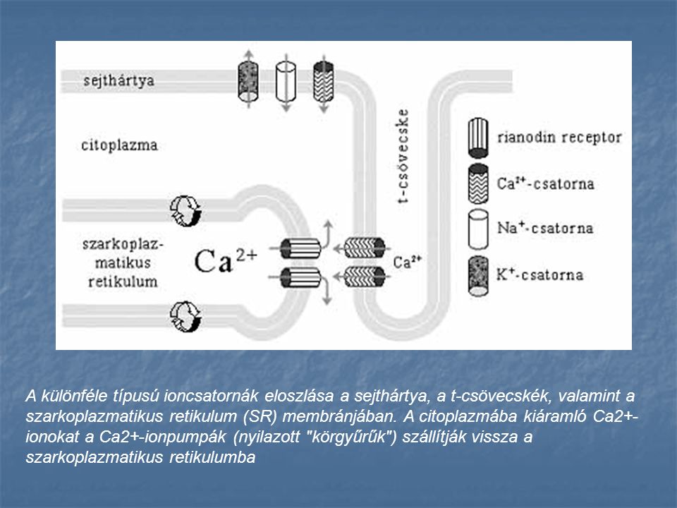 A különféle típusú ioncsatornák eloszlása a sejthártya, a t-csövecskék, valamint a szarkoplazmatikus retikulum (SR) membránjában.