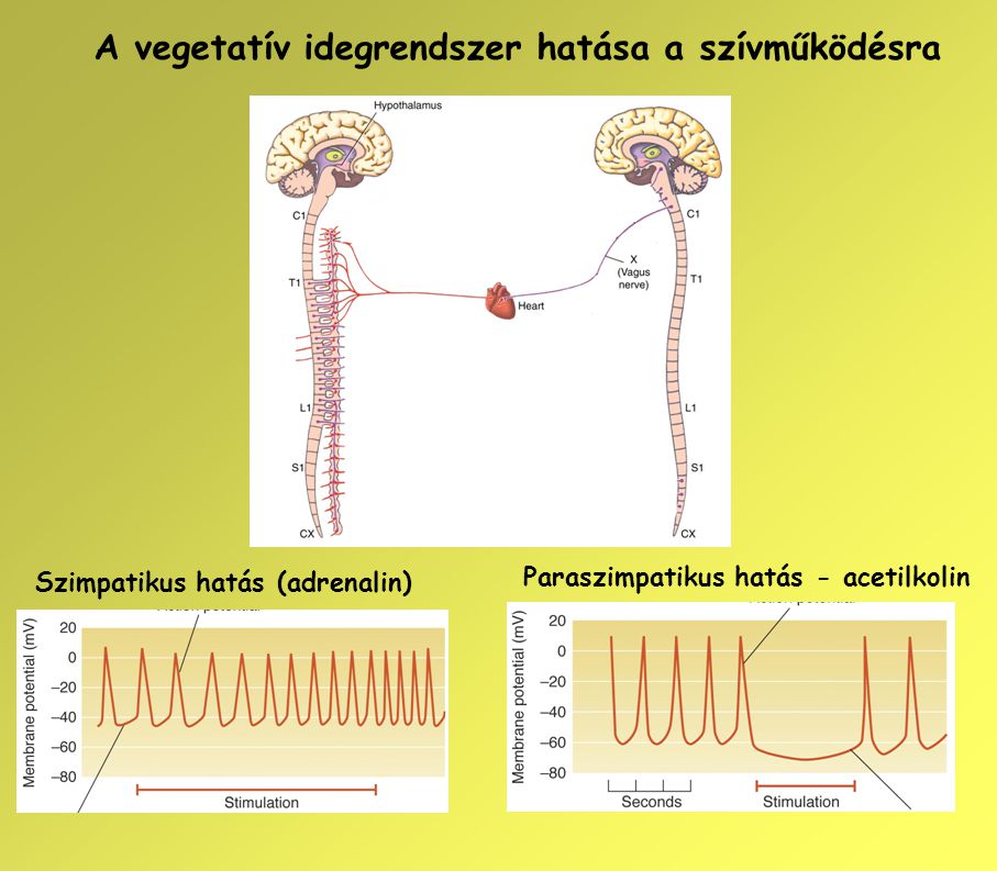 A vegetatív idegrendszer hatása a szívműködésra