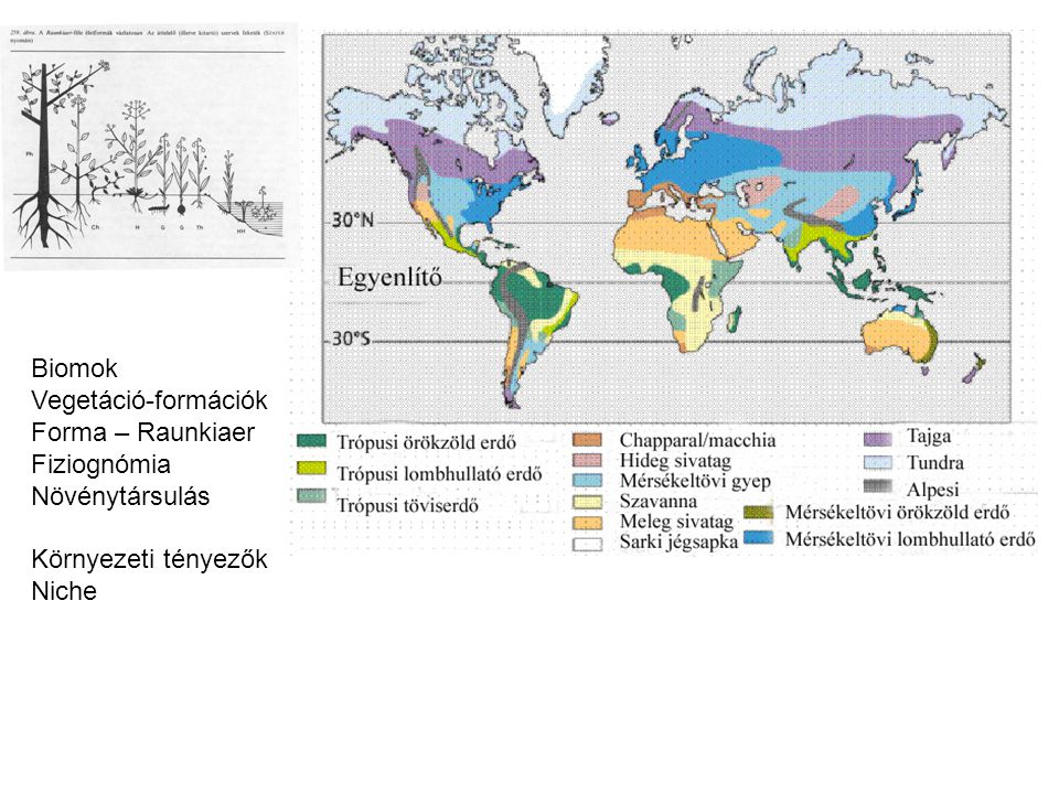 Biomok Vegetáció-formációk Forma – Raunkiaer Fiziognómia Növénytársulás Környezeti tényezők Niche