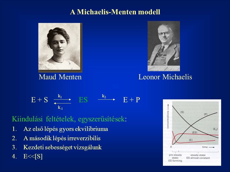 A Michaelis-Menten modell