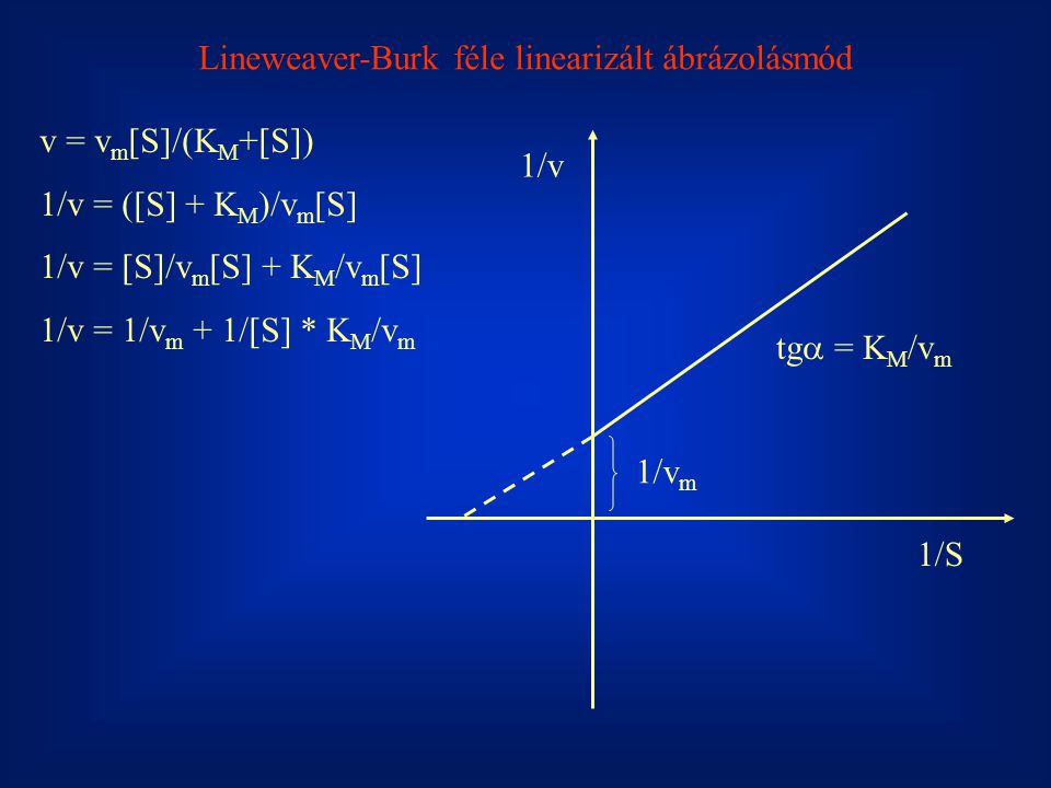 Lineweaver-Burk féle linearizált ábrázolásmód