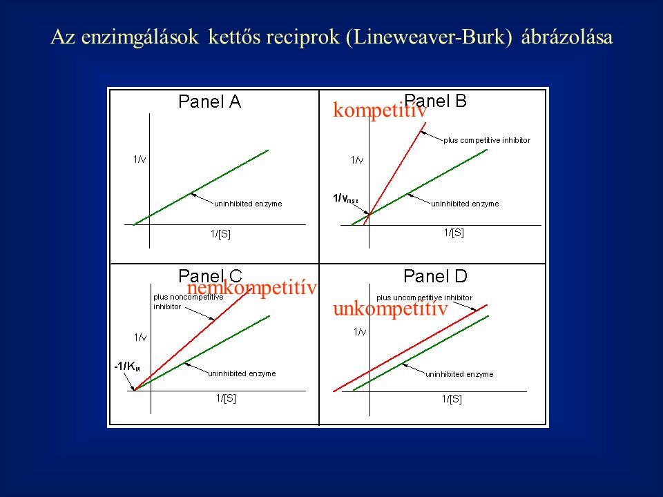 Az enzimgálások kettős reciprok (Lineweaver-Burk) ábrázolása