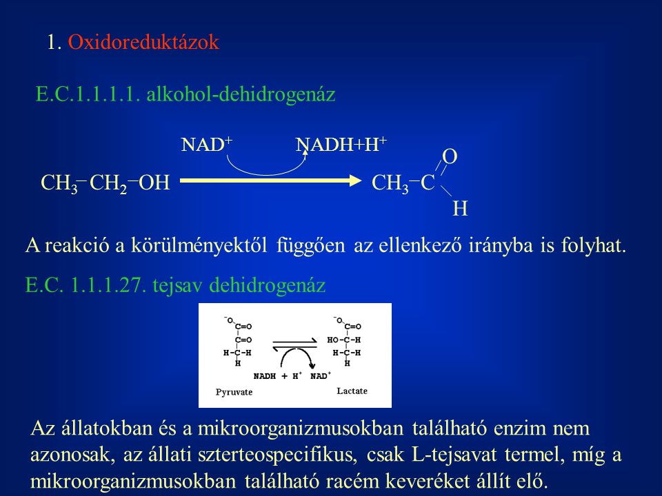 E.C alkohol-dehidrogenáz