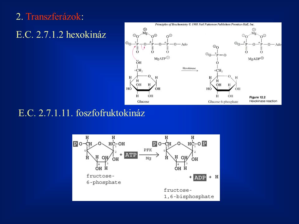 2. Transzferázok: E.C hexokináz E.C foszfofruktokináz