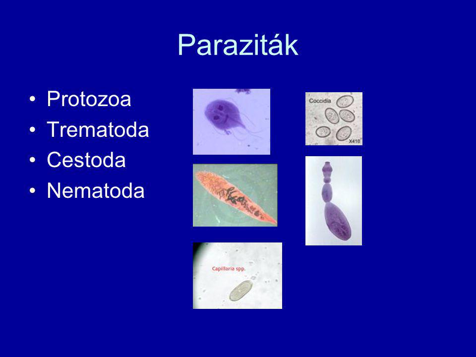 dexametazon és paraziták gyógyszerek az emberek bőrparazitáihoz